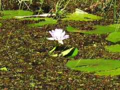 Nymphaea nouchali caerulea
