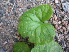 Puccinia glechomatis
