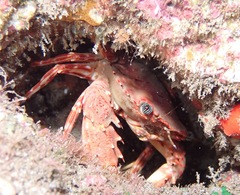 Goniosupradens hawaiensis