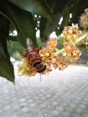 Eristalina