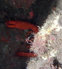 Enoplometopus occidentalis