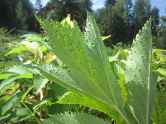 Puccinia angelicae