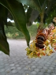Eristalina