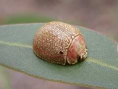 Paropsis roseola