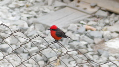 Pyrocephalus rubinus