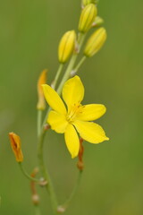 Bulbine bulbosa