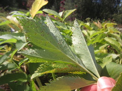 Puccinia angelicae