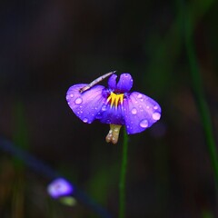 Utricularia petertaylorii