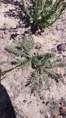Pelargonium rapaceum