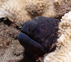 Gymnothorax flavimarginatus