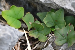 Calciphilopteris ludens