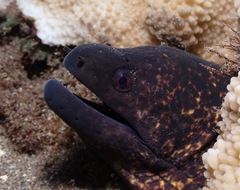 Gymnothorax flavimarginatus