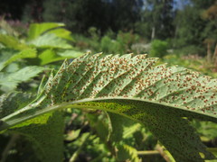 Puccinia angelicae