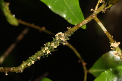 Myrsine subsessilis