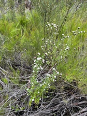 Spyridium scortechinii