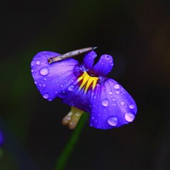 Utricularia petertaylorii