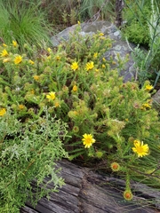 Cullumia reticulata