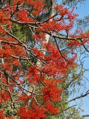 Brachychiton acerifolius