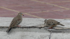 Columbina cruziana