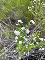 Spyridium scortechinii