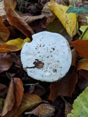 Amanita citrina