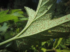 Puccinia angelicae