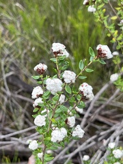 Spyridium scortechinii