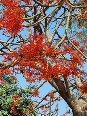 Brachychiton acerifolius