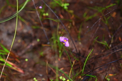 Utricularia petertaylorii