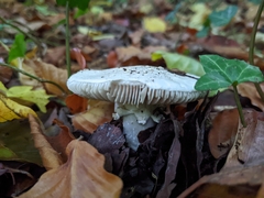 Amanita citrina