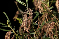 Acacia simsii