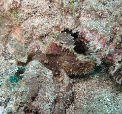 Taenianotus triacanthus