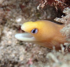 Gymnothorax melatremus