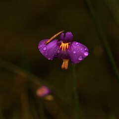 Utricularia petertaylorii