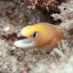 Gymnothorax melatremus