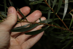 Acacia simsii