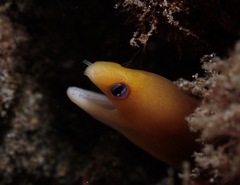 Gymnothorax melatremus