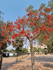 Brachychiton acerifolius