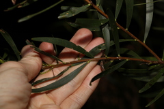 Acacia simsii