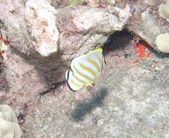 Chaetodon ornatissimus