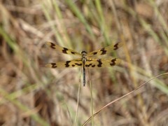 Rhyothemis graphiptera