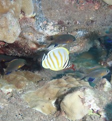 Chaetodon ornatissimus