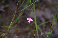 Utricularia multifida