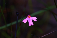 Utricularia multifida