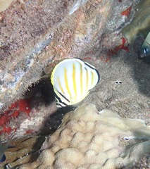 Chaetodon ornatissimus