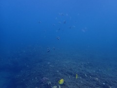 Heniochus diphreutes