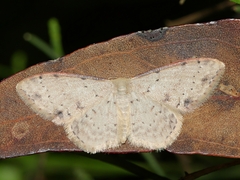 Idaea halmaea