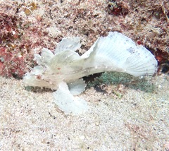 Taenianotus triacanthus