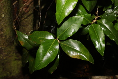 Myrsine subsessilis