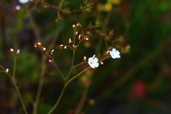 Drosera gigantea